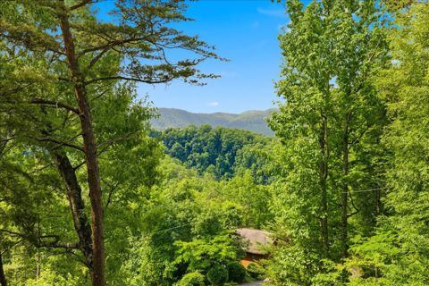 The view out over the treetops in summer